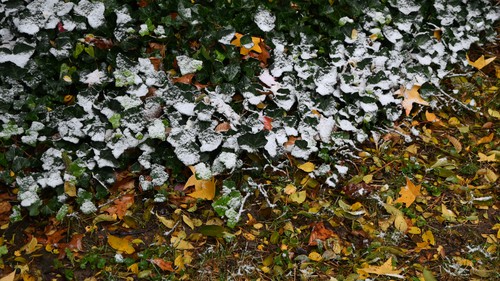 November 2025 Ivy, Leaves &amp; Snow, 